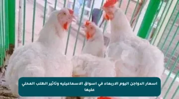 أسعار الدواجن اليوم الأربعاء في أسواق الإسماعيلية وتأثير الطلب المحلي عليها